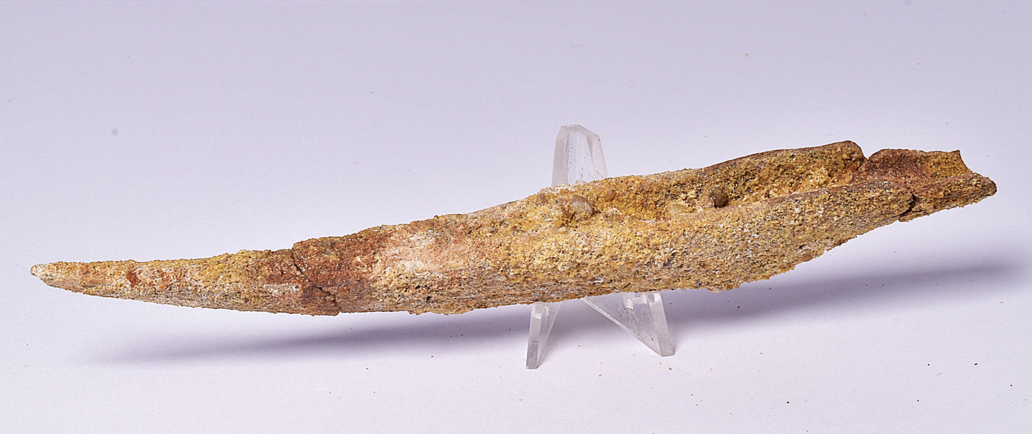 HYBODUS SHARK DORSAL SPINE FOSSIL, Late Cretaceous, Morocco F1513