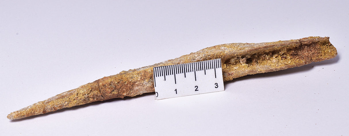 HYBODUS SHARK DORSAL SPINE FOSSIL, Late Cretaceous, Morocco F1513