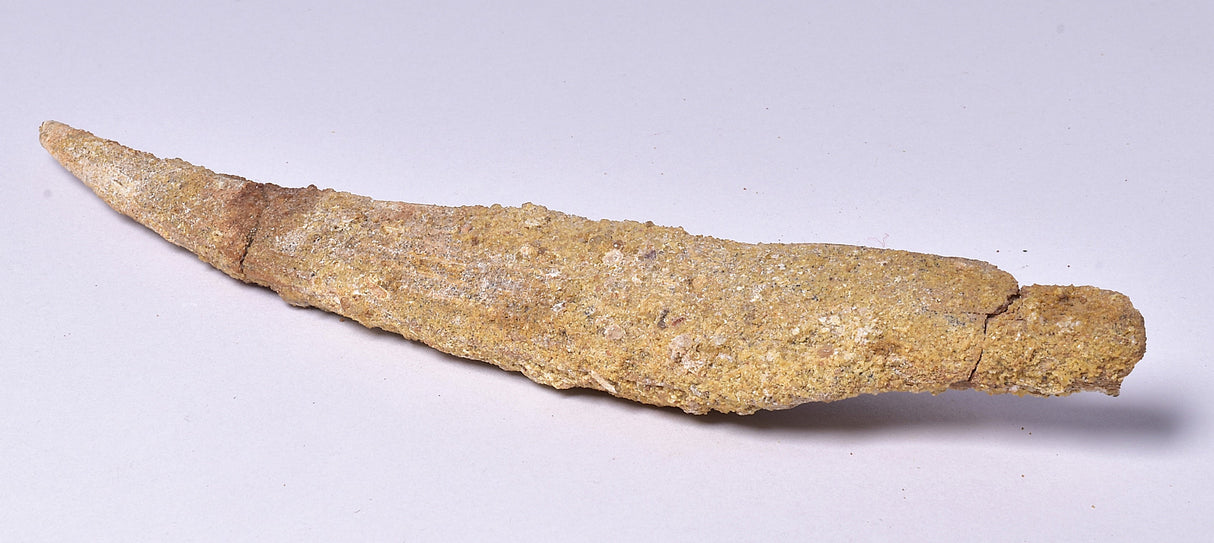 HYBODUS SHARK DORSAL SPINE FOSSIL, Late Cretaceous, Morocco F1513