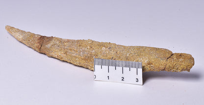 HYBODUS SHARK DORSAL SPINE FOSSIL, Late Cretaceous, Morocco F1513