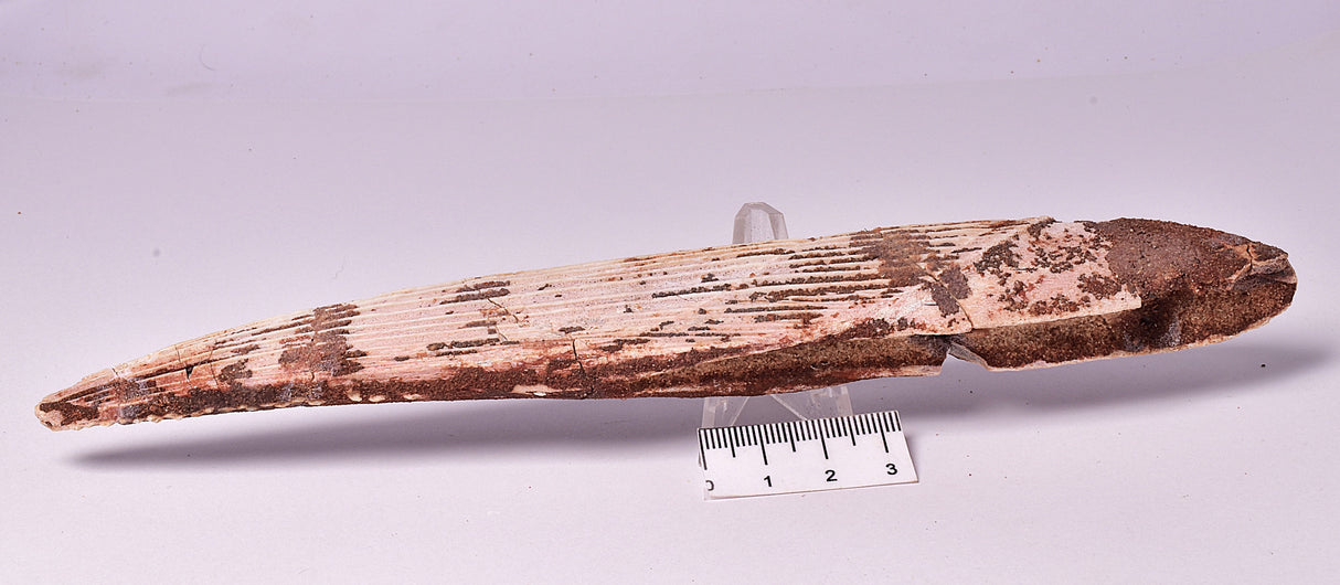 HYBODUS SHARK DORSAL SPINE FOSSIL, Late Cretaceous, Morocco F1514