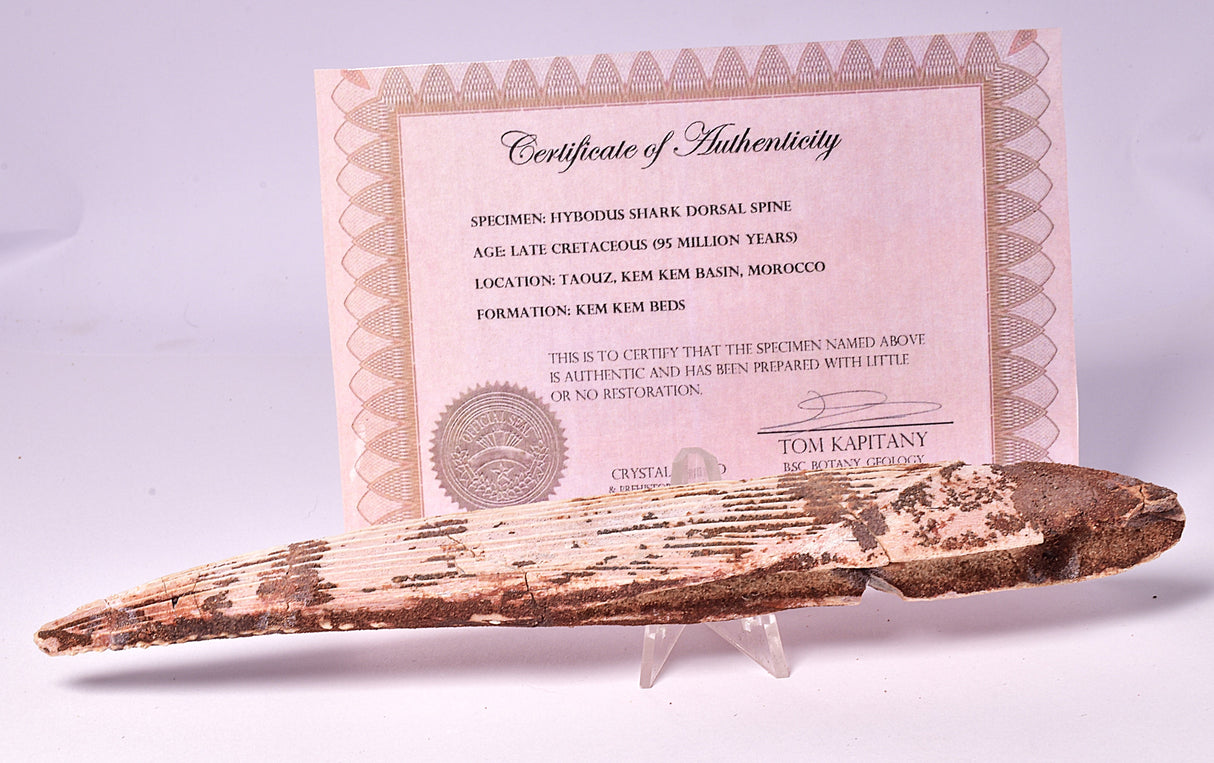 HYBODUS SHARK DORSAL SPINE FOSSIL, Late Cretaceous, Morocco F1514