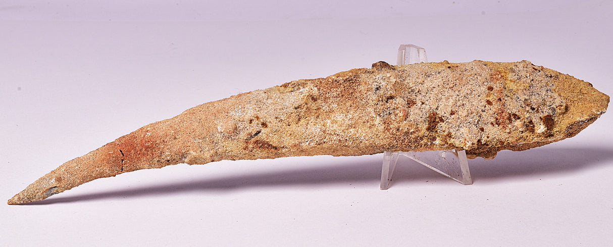 HYBODUS SHARK DORSAL SPINE FOSSIL, Late Cretaceous, Morocco F1515