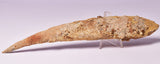 HYBODUS SHARK DORSAL SPINE FOSSIL, Late Cretaceous, Morocco F1515