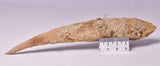HYBODUS SHARK DORSAL SPINE FOSSIL, Late Cretaceous, Morocco F1515