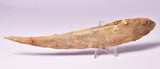 HYBODUS SHARK DORSAL SPINE FOSSIL, Late Cretaceous, Morocco F1515