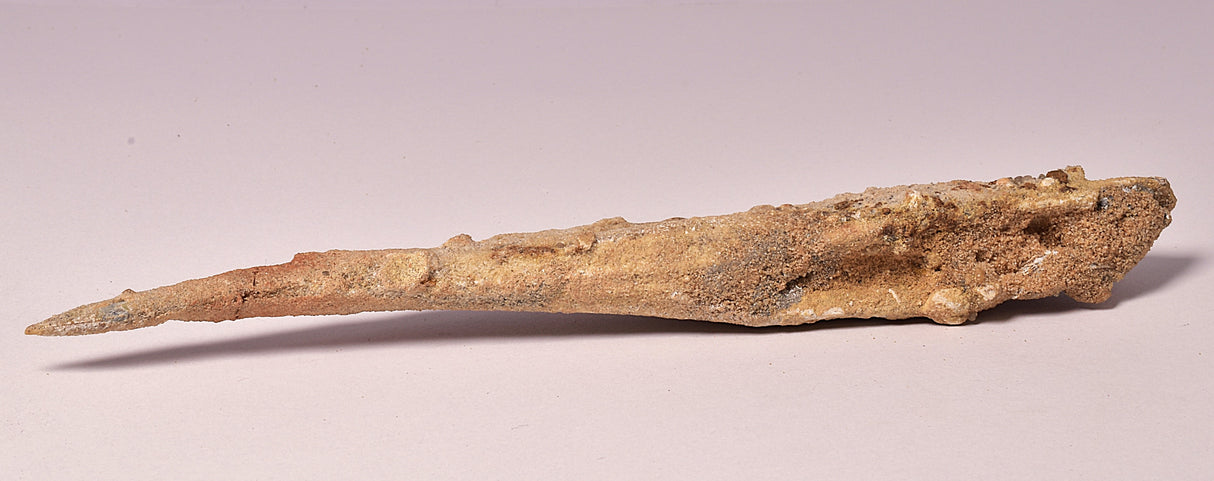 HYBODUS SHARK DORSAL SPINE FOSSIL, Late Cretaceous, Morocco F1515