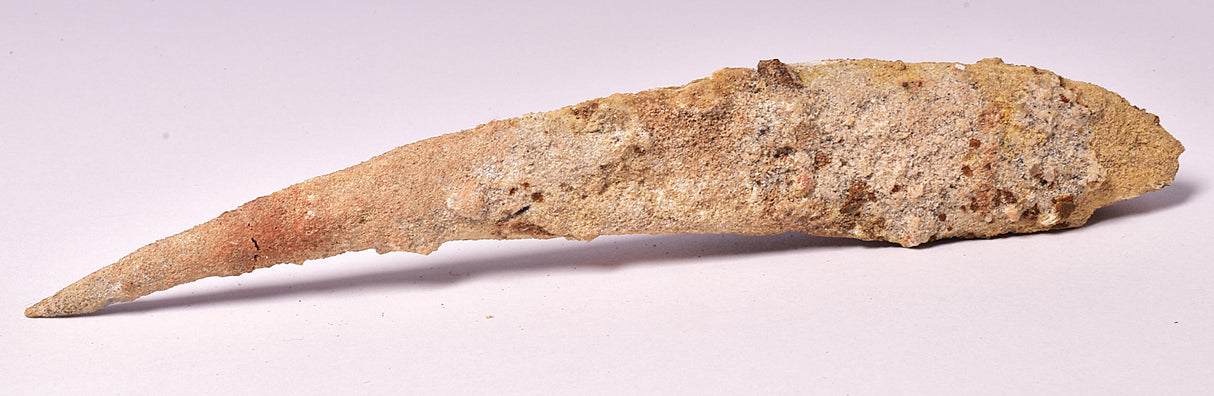 HYBODUS SHARK DORSAL SPINE FOSSIL, Late Cretaceous, Morocco F1515