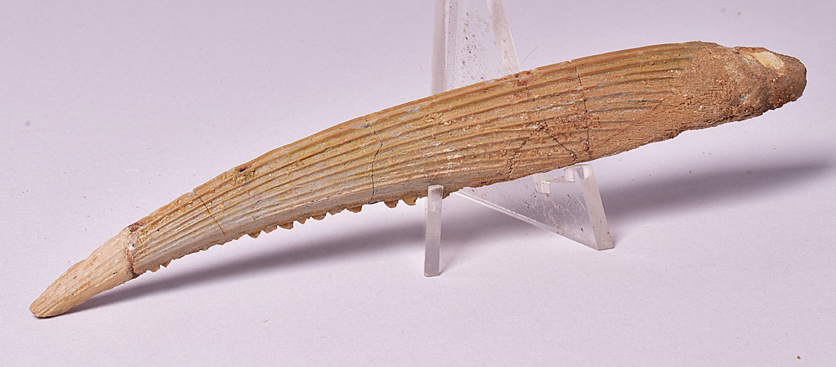 HYBODUS SHARK DORSAL SPINE FOSSIL, Late Cretaceous, Morocco F1516