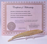 HYBODUS SHARK DORSAL SPINE FOSSIL, Late Cretaceous, Morocco F1516