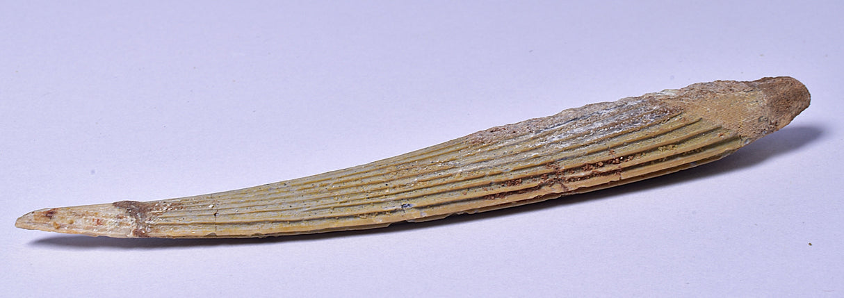 HYBODUS SHARK DORSAL SPINE FOSSIL, Late Cretaceous, Morocco F1516