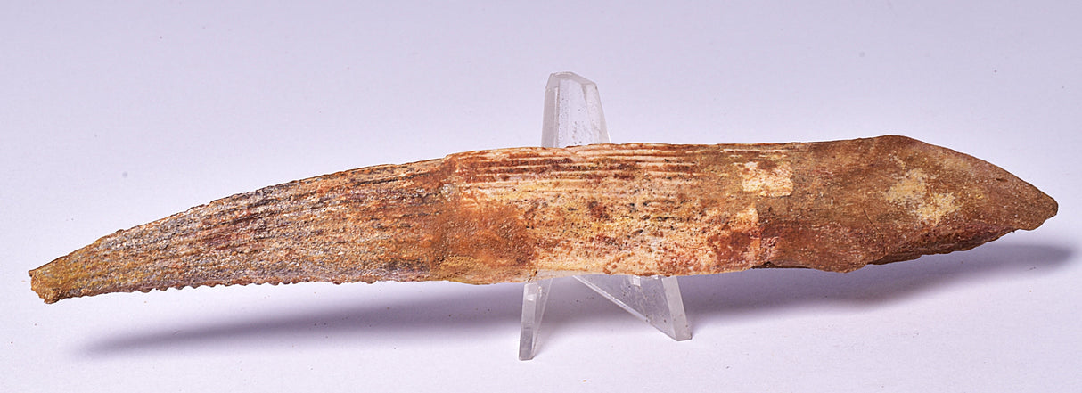 HYBODUS SHARK DORSAL SPINE FOSSIL, Late Cretaceous, Morocco F1517