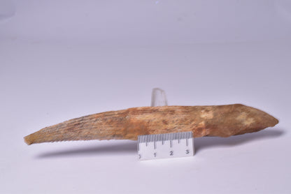 HYBODUS SHARK DORSAL SPINE FOSSIL, Late Cretaceous, Morocco F1517