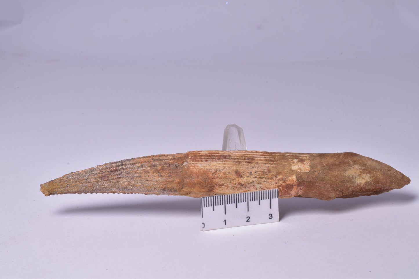 HYBODUS SHARK DORSAL SPINE FOSSIL, Late Cretaceous, Morocco F1517