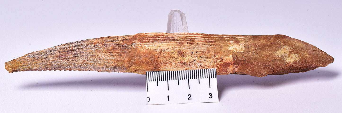HYBODUS SHARK DORSAL SPINE FOSSIL, Late Cretaceous, Morocco F1517