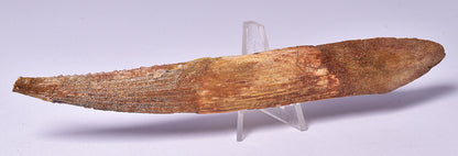 HYBODUS SHARK DORSAL SPINE FOSSIL, Late Cretaceous, Morocco F1517