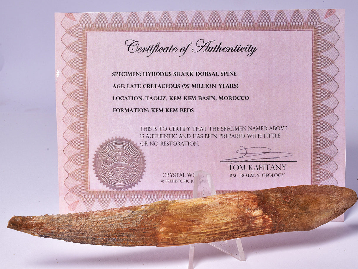 HYBODUS SHARK DORSAL SPINE FOSSIL, Late Cretaceous, Morocco F1517