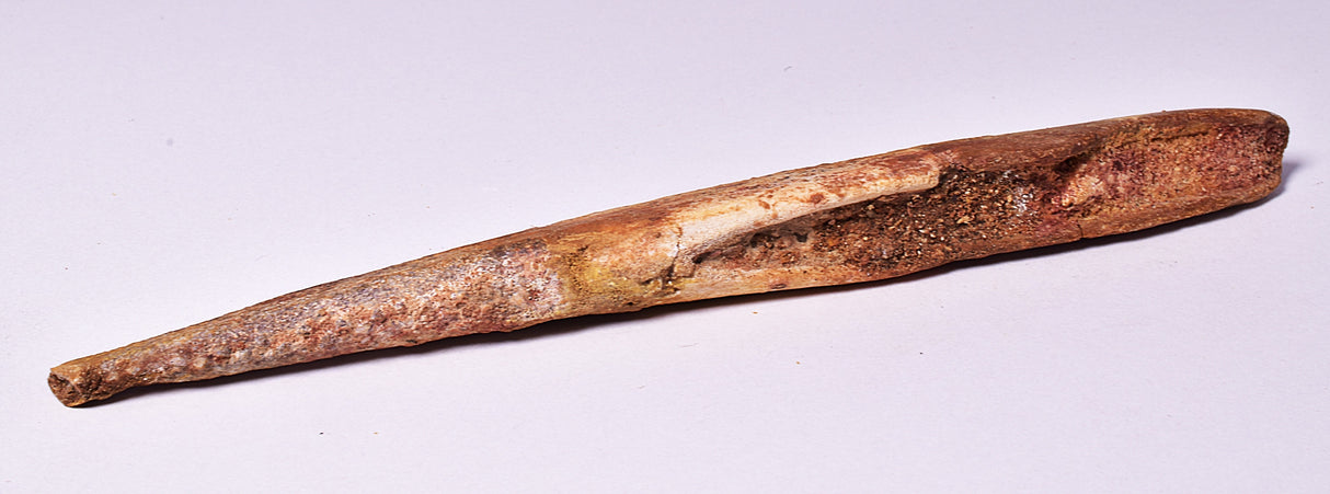 HYBODUS SHARK DORSAL SPINE FOSSIL, Late Cretaceous, Morocco F1517