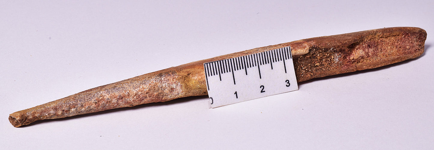 HYBODUS SHARK DORSAL SPINE FOSSIL, Late Cretaceous, Morocco F1517