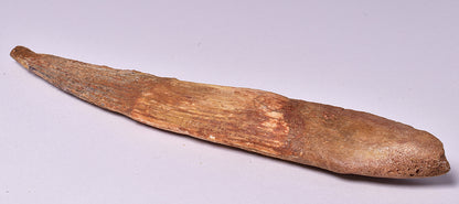 HYBODUS SHARK DORSAL SPINE FOSSIL, Late Cretaceous, Morocco F1517