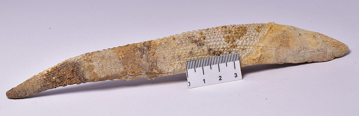 HYBODUS SHARK DORSAL SPINE FOSSIL, Late Cretaceous, Morocco F1518