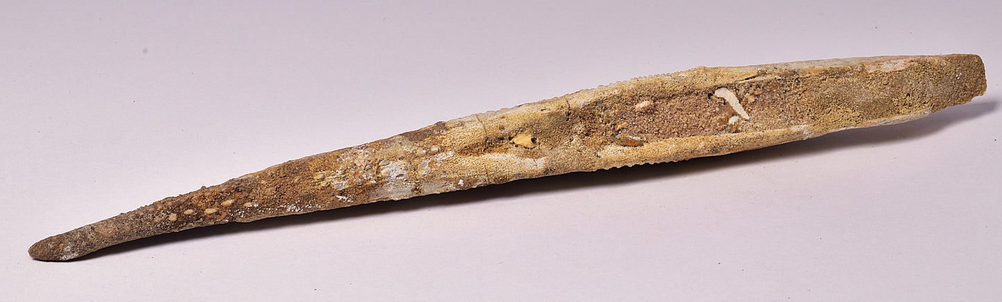 HYBODUS SHARK DORSAL SPINE FOSSIL, Late Cretaceous, Morocco F1518