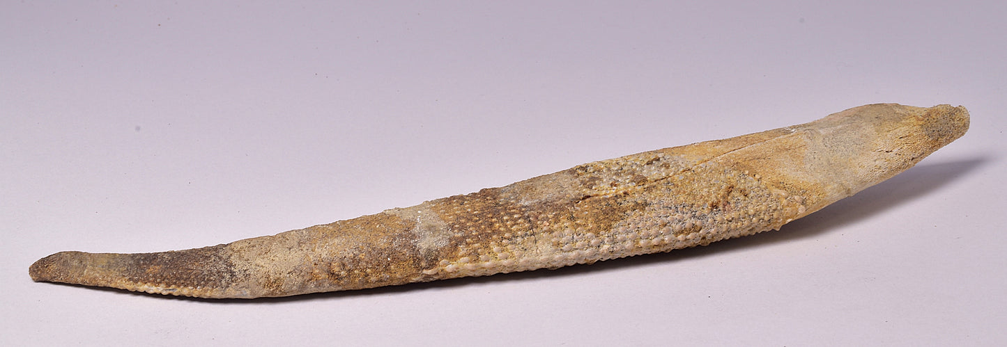 HYBODUS SHARK DORSAL SPINE FOSSIL, Late Cretaceous, Morocco F1518