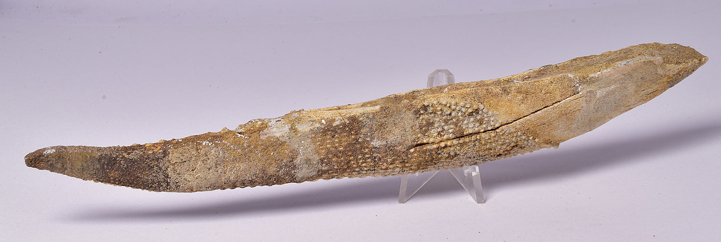 HYBODUS SHARK DORSAL SPINE FOSSIL, Late Cretaceous, Morocco F1518