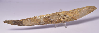 HYBODUS SHARK DORSAL SPINE FOSSIL, Late Cretaceous, Morocco F1518