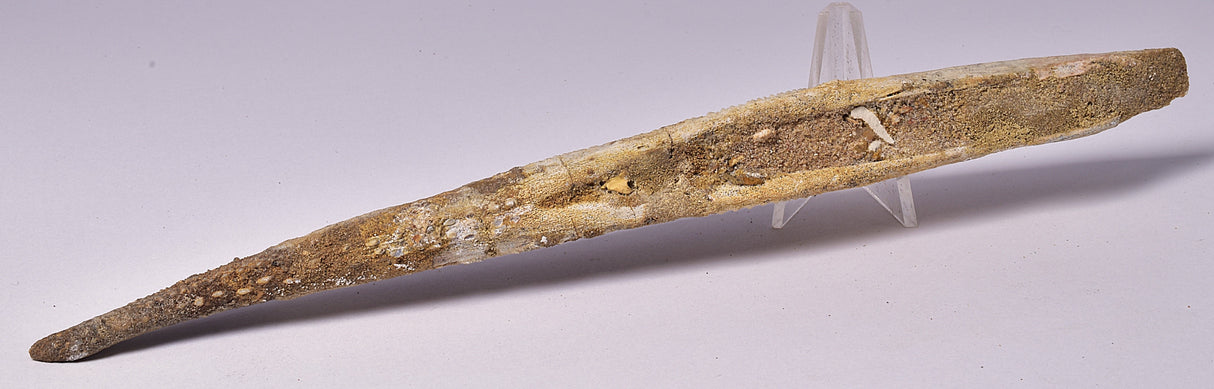 HYBODUS SHARK DORSAL SPINE FOSSIL, Late Cretaceous, Morocco F1518