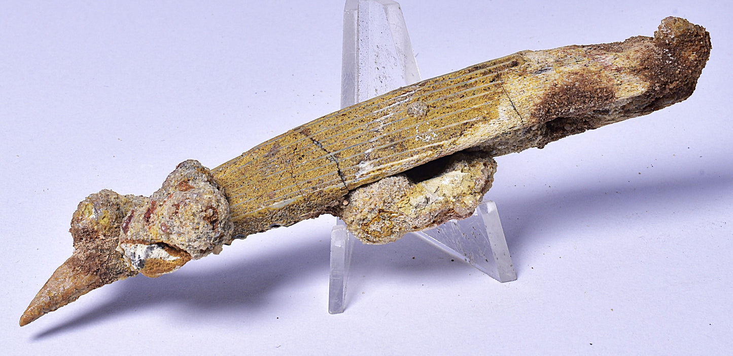 HYBODUS SHARK DORSAL SPINE FOSSIL, Late Cretaceous, Morocco F1519