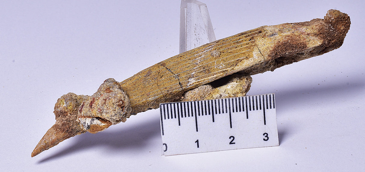 HYBODUS SHARK DORSAL SPINE FOSSIL, Late Cretaceous, Morocco F1519