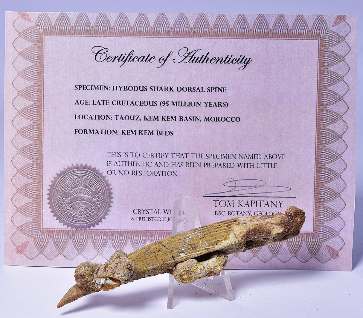 HYBODUS SHARK DORSAL SPINE FOSSIL, Late Cretaceous, Morocco F1519