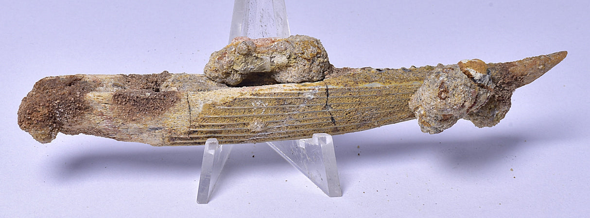 HYBODUS SHARK DORSAL SPINE FOSSIL, Late Cretaceous, Morocco F1519