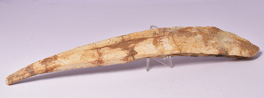 HYBODUS SHARK DORSAL SPINE FOSSIL, Late Cretaceous, Morocco F1520