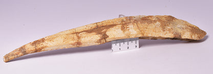 HYBODUS SHARK DORSAL SPINE FOSSIL, Late Cretaceous, Morocco F1520