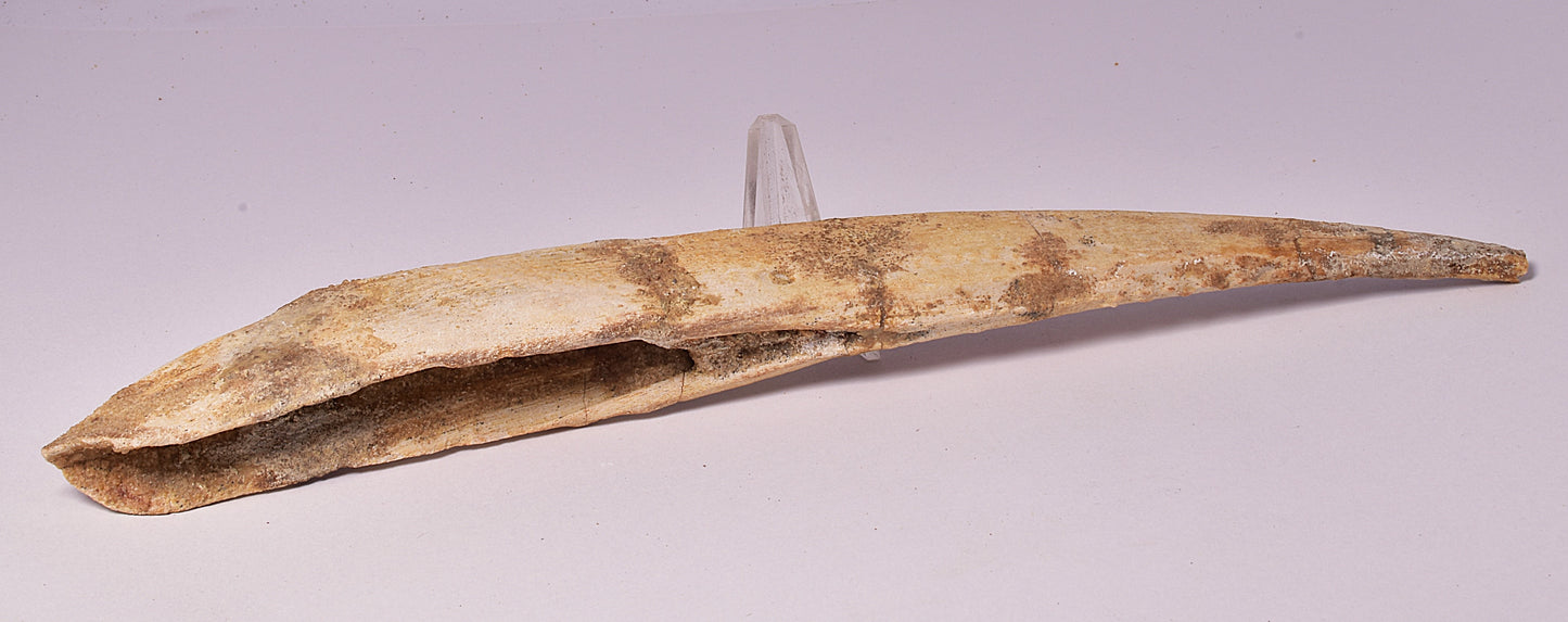 HYBODUS SHARK DORSAL SPINE FOSSIL, Late Cretaceous, Morocco F1520
