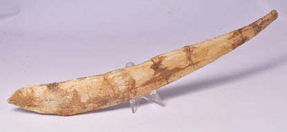 HYBODUS SHARK DORSAL SPINE FOSSIL, Late Cretaceous, Morocco F1520