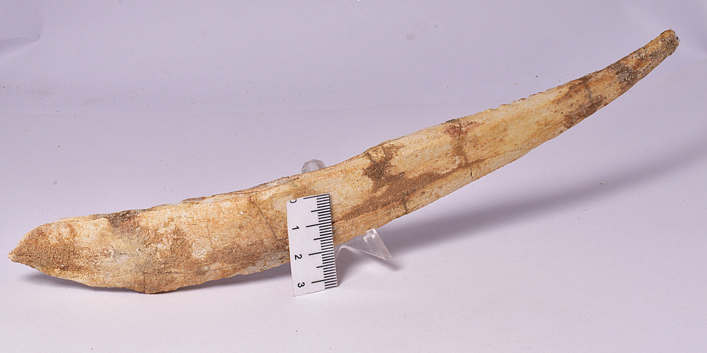HYBODUS SHARK DORSAL SPINE FOSSIL, Late Cretaceous, Morocco F1520