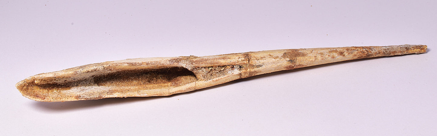 HYBODUS SHARK DORSAL SPINE FOSSIL, Late Cretaceous, Morocco F1520