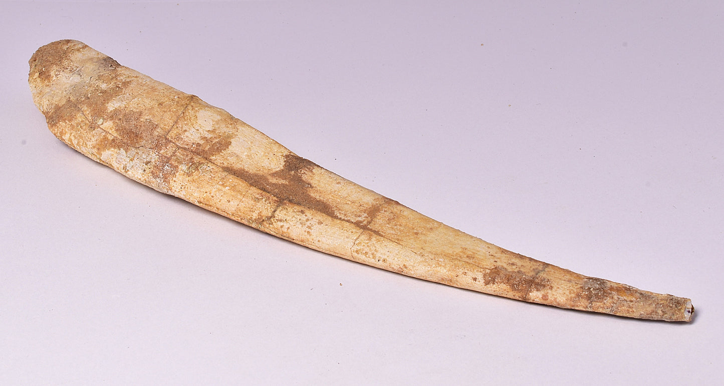 HYBODUS SHARK DORSAL SPINE FOSSIL, Late Cretaceous, Morocco F1520