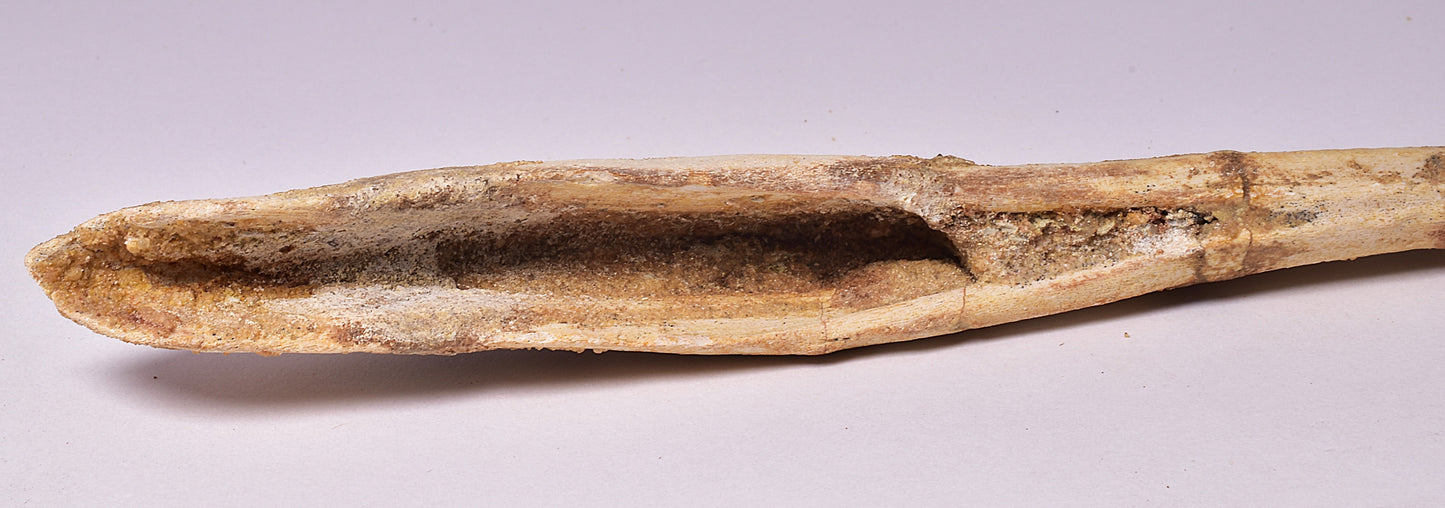 HYBODUS SHARK DORSAL SPINE FOSSIL, Late Cretaceous, Morocco F1520
