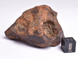 MUNDRABILLA IRON METEORITE with HOLES, VERY RARE, STONY IRON, AUSTRALIA MT73