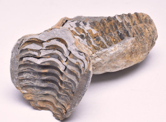 DIACALYMENE OUZREGUI NEGITIVE AND POSITIVE TRILOBITE FOSSIL, F146