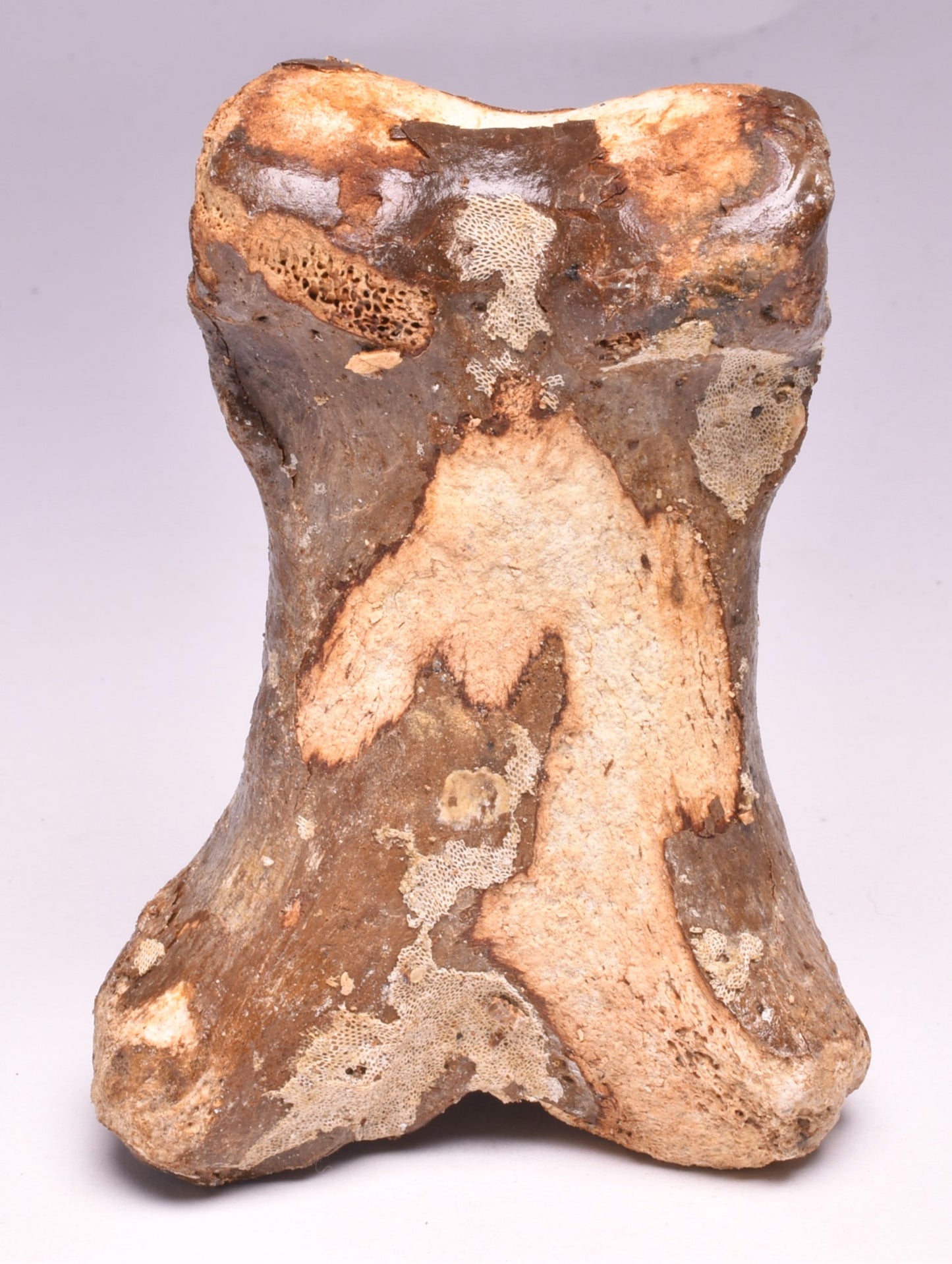 GENUINE EQUIDAE TOE BONE (HORSE FOSSIL) PHALANGES PLEISTOCENE ICE AGE, NORTH SEA F495