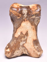 GENUINE EQUIDAE TOE BONE (HORSE FOSSIL) PHALANGES PLEISTOCENE ICE AGE, NORTH SEA F495