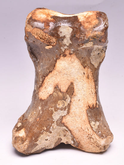 GENUINE EQUIDAE TOE BONE (HORSE FOSSIL) PHALANGES PLEISTOCENE ICE AGE, NORTH SEA F495