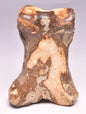 GENUINE EQUIDAE TOE BONE (HORSE FOSSIL) PHALANGES PLEISTOCENE ICE AGE, NORTH SEA F495