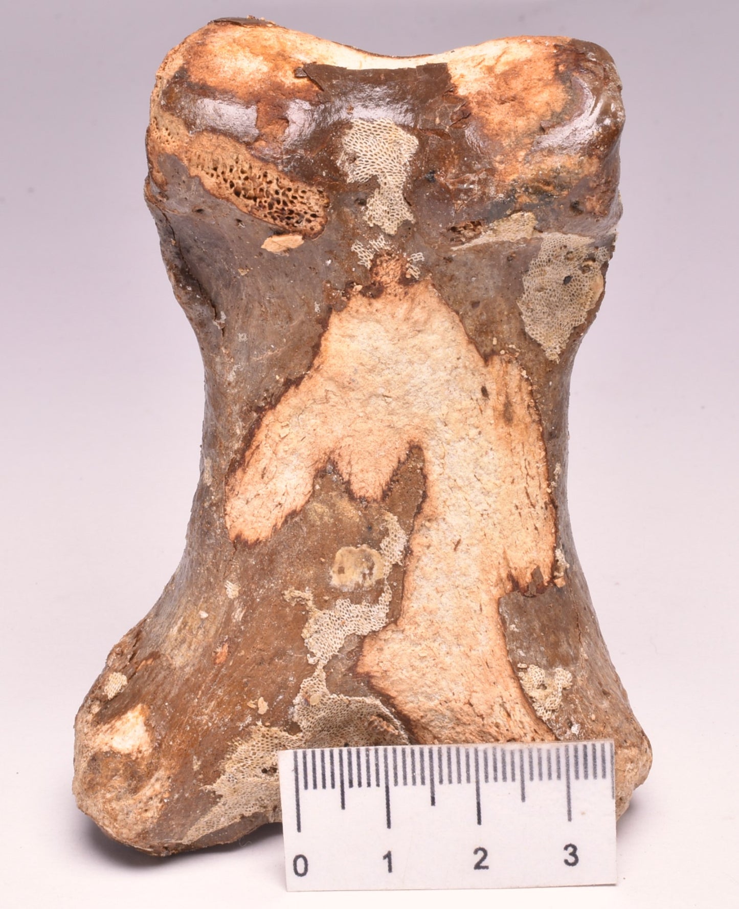 GENUINE EQUIDAE TOE BONE (HORSE FOSSIL) PHALANGES PLEISTOCENE ICE AGE, NORTH SEA F495