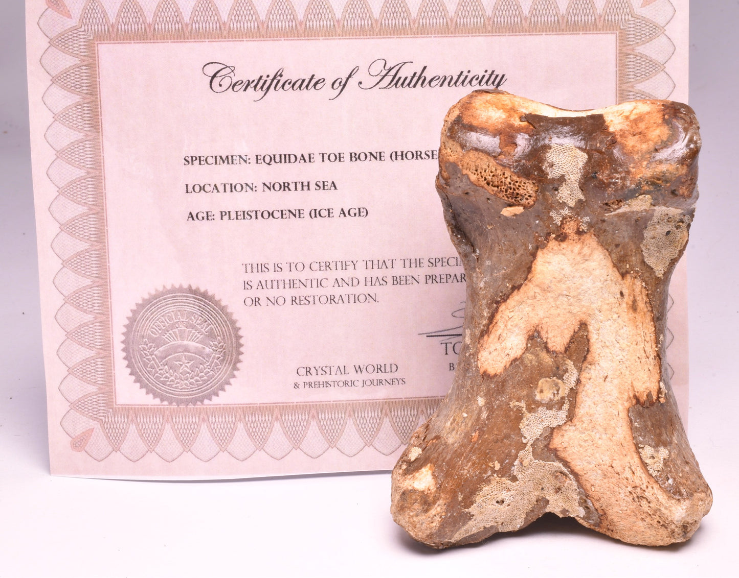 GENUINE EQUIDAE TOE BONE (HORSE FOSSIL) PHALANGES PLEISTOCENE ICE AGE, NORTH SEA F495